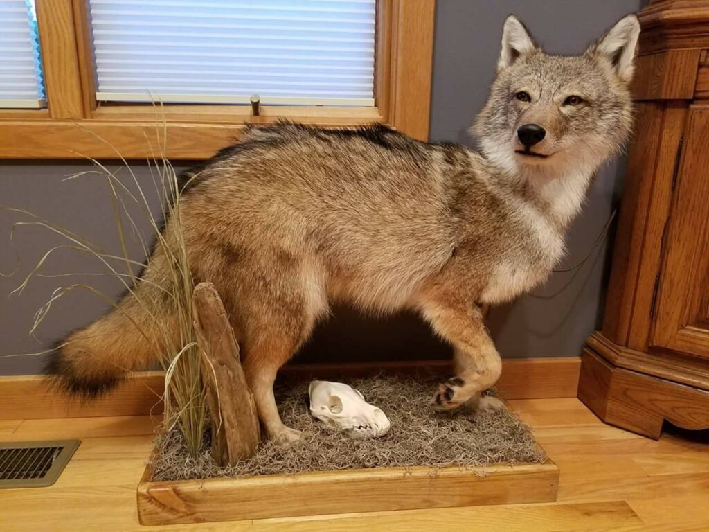 Taxidermy Linwood MI