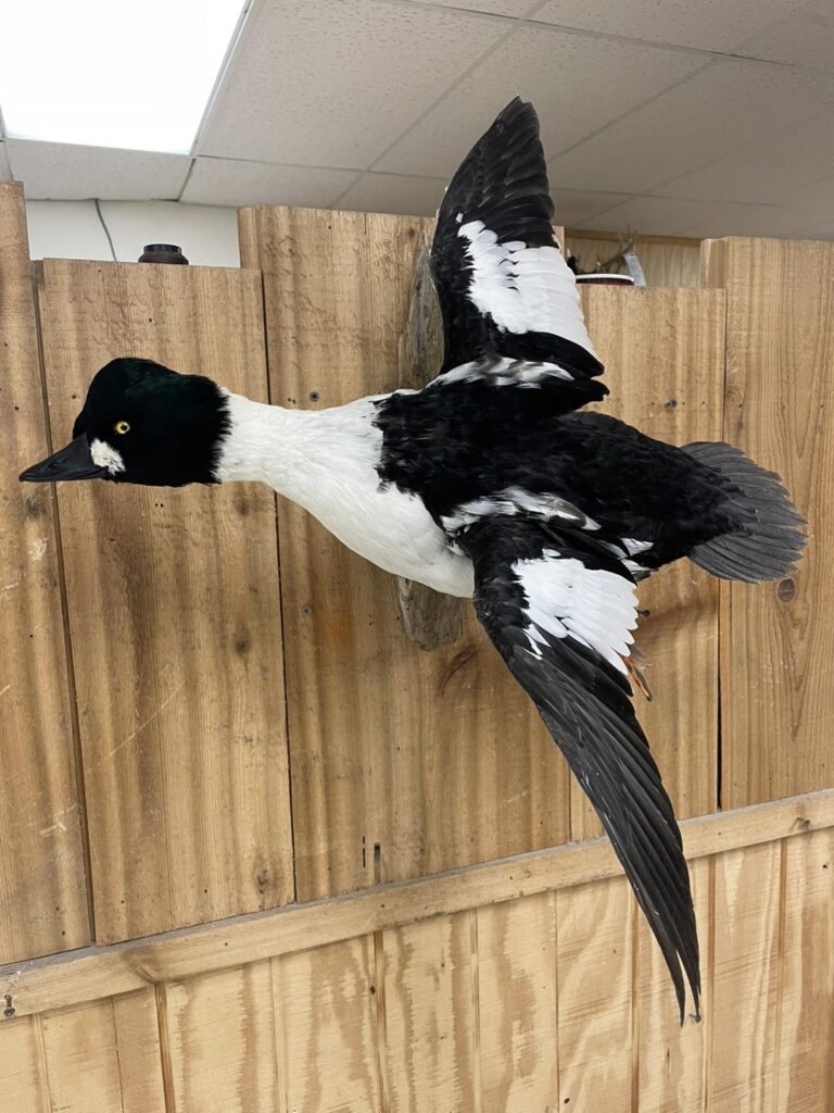 Taxidermy Linwood MI