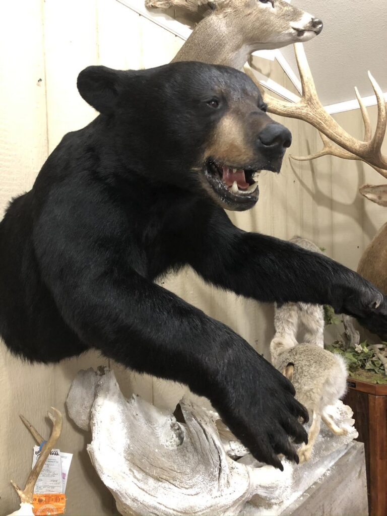 Taxidermy Linwood MI
