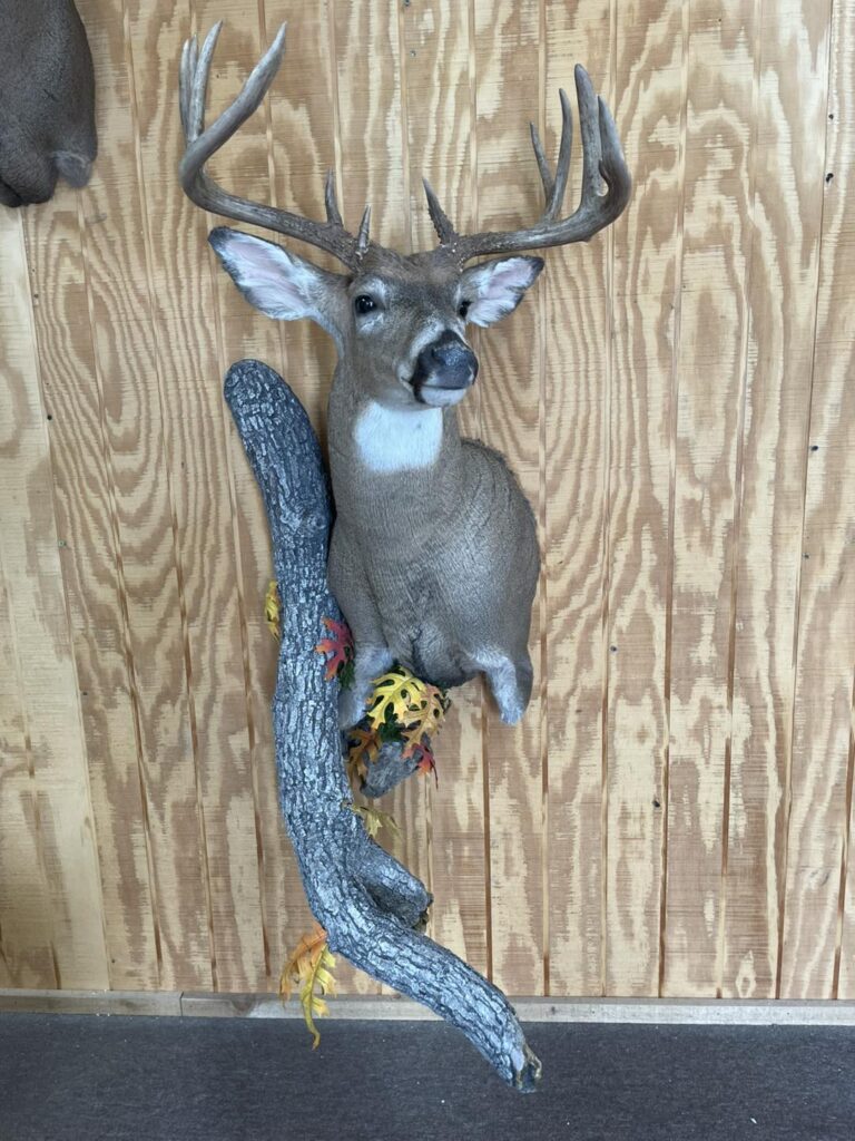 Taxidermy Linwood MI