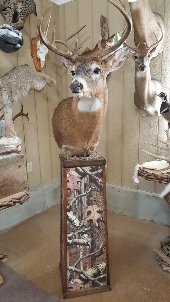 Taxidermy Linwood MI