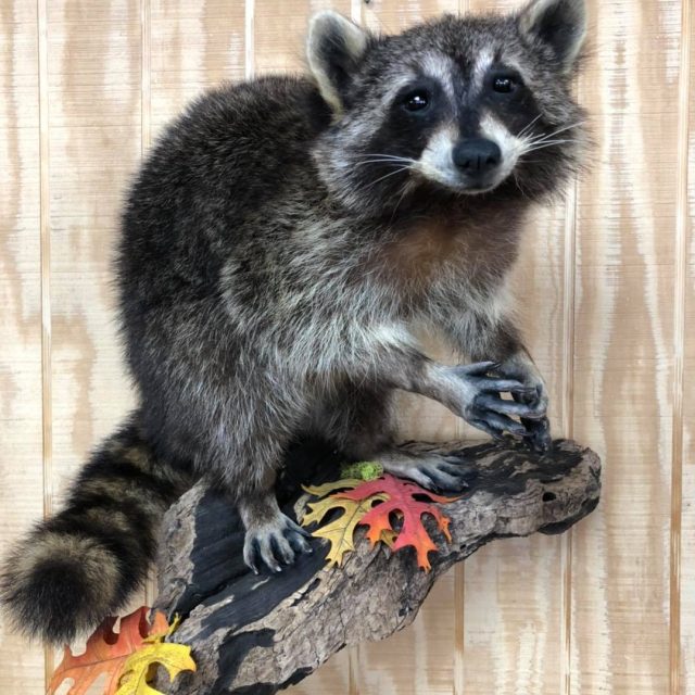 Taxidermy Linwood MI