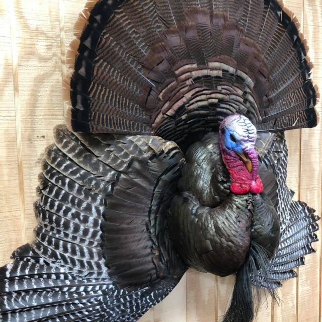 Taxidermy Linwood MI