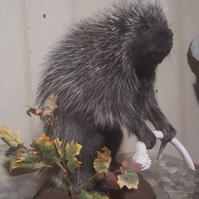 Taxidermy Linwood MI