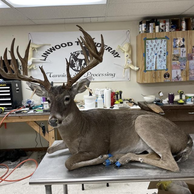 Taxidermy Linwood MI