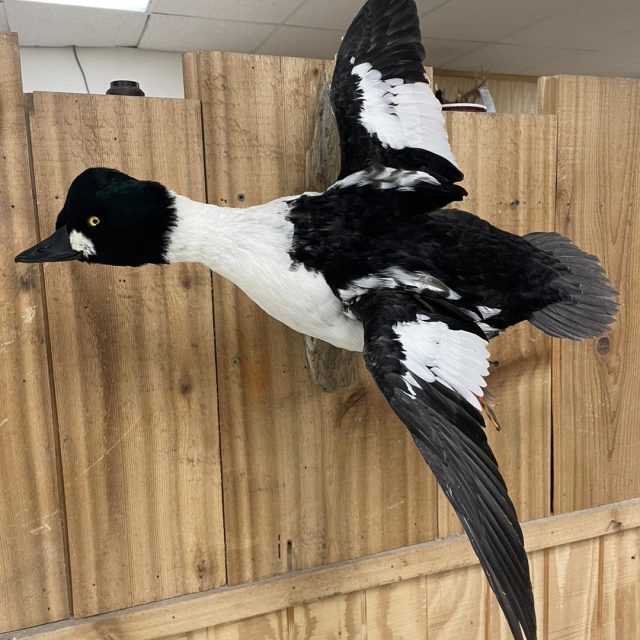 Taxidermy Linwood MI