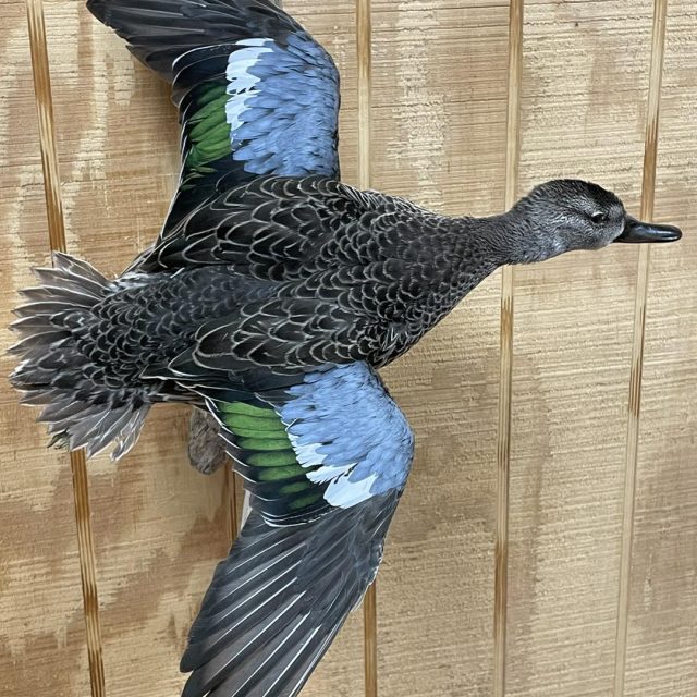 Taxidermy Linwood MI