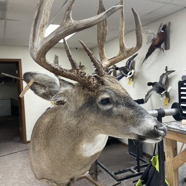 Taxidermy Linwood MI