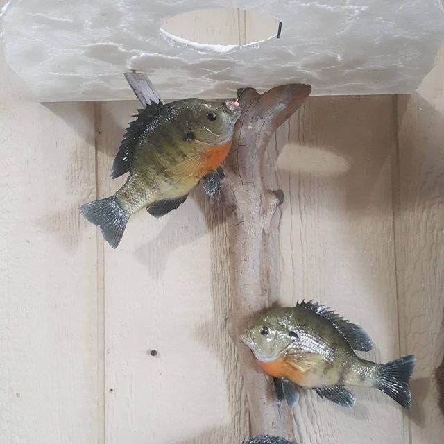 Taxidermy Linwood MI