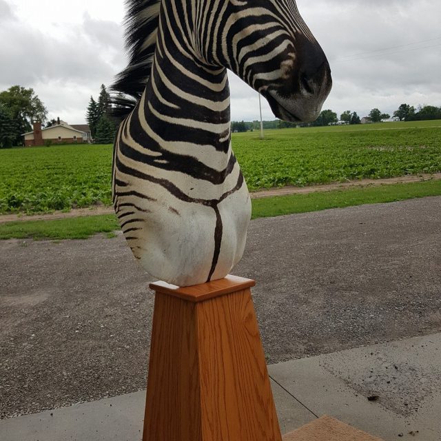 Taxidermy Linwood MI