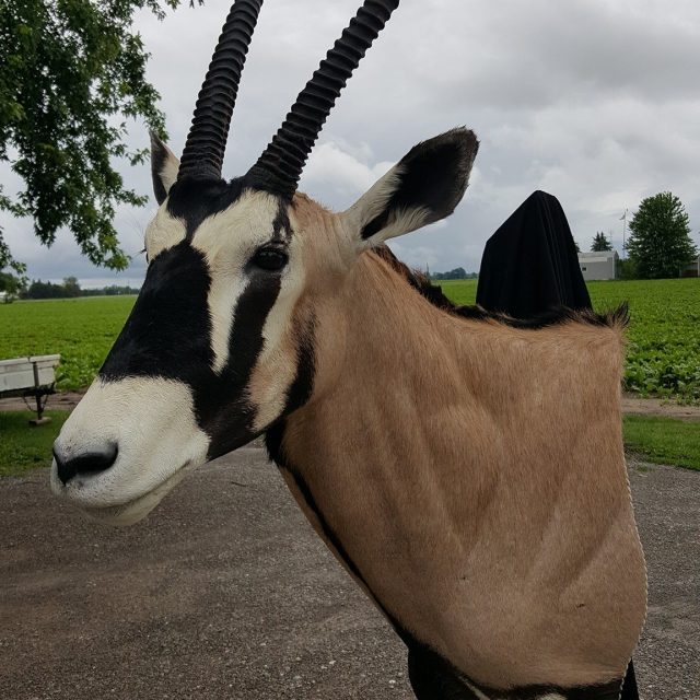 Taxidermy Linwood MI